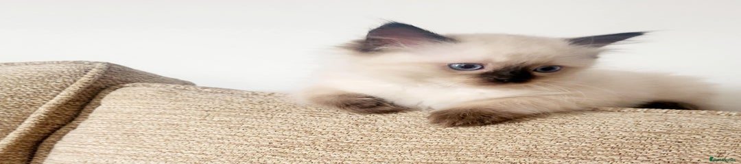 Ragdoll Kitten 3
