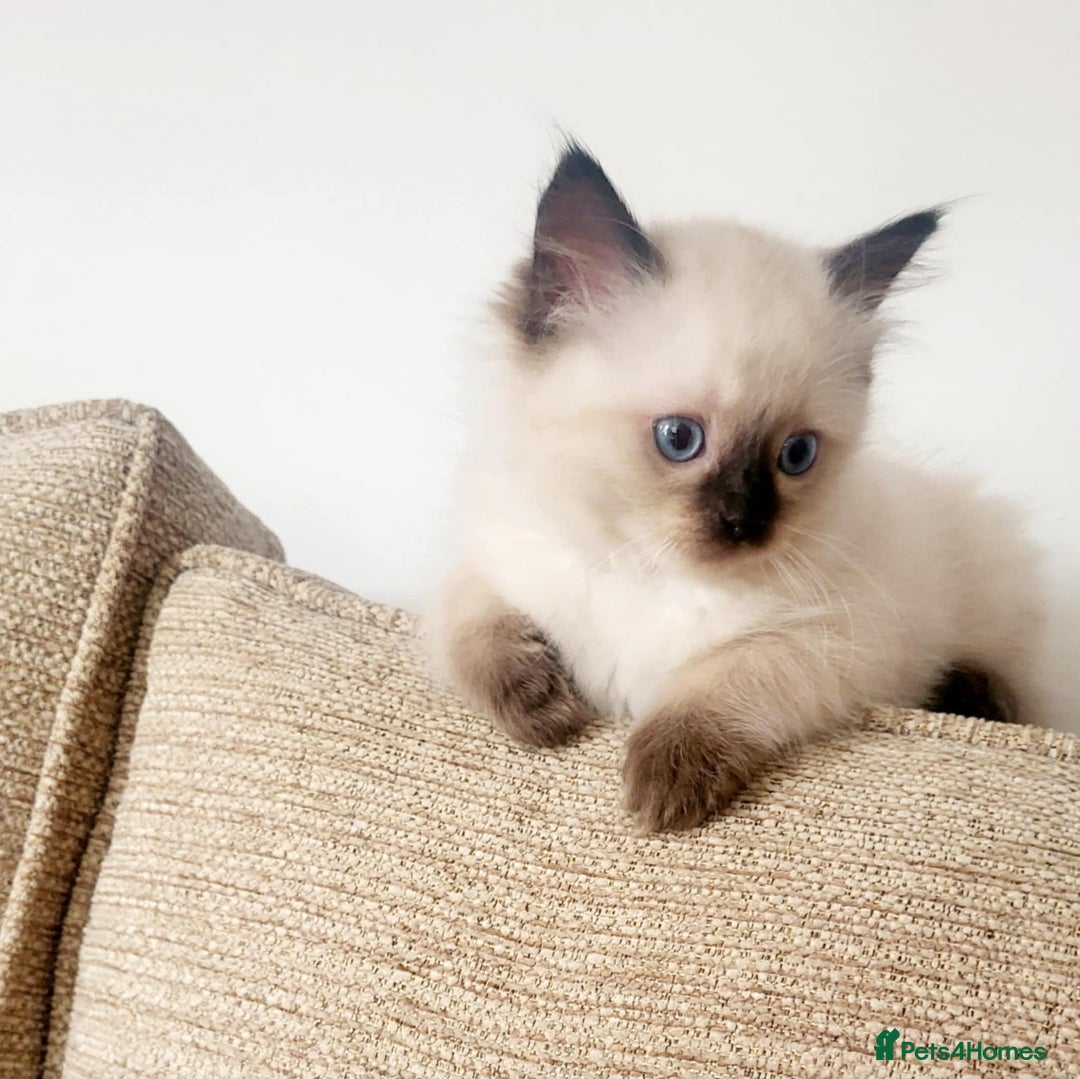 Ragdoll cats for sale: Gorgeous Ragdoll Kittens in Wednesbury - Image 2