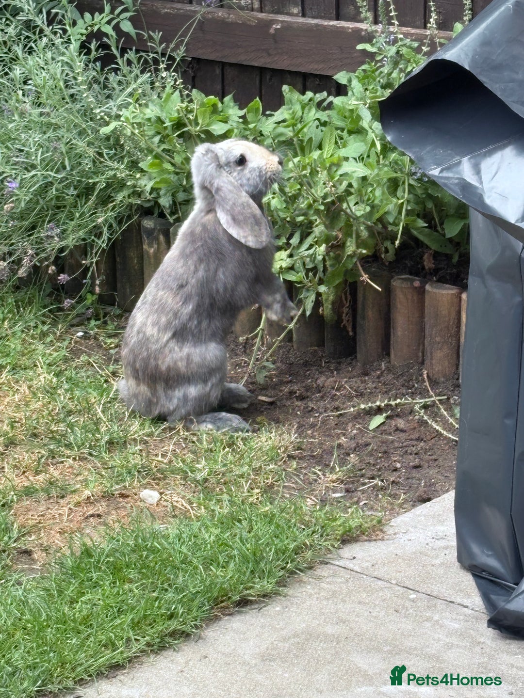 English Lop rabbits for sale: Brothers For Sale! - Image 2