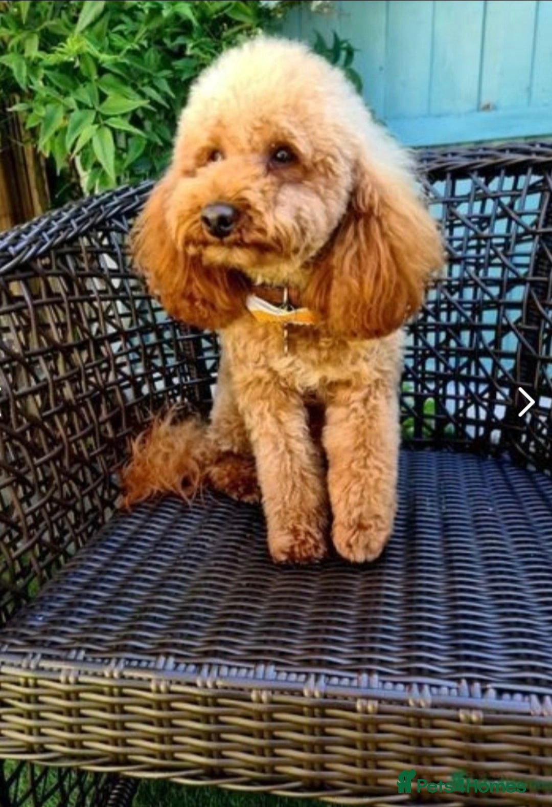 Cavapoochon dogs for sale: Exquisite Health Tested Cavapoochon Puppies  - Advert 9