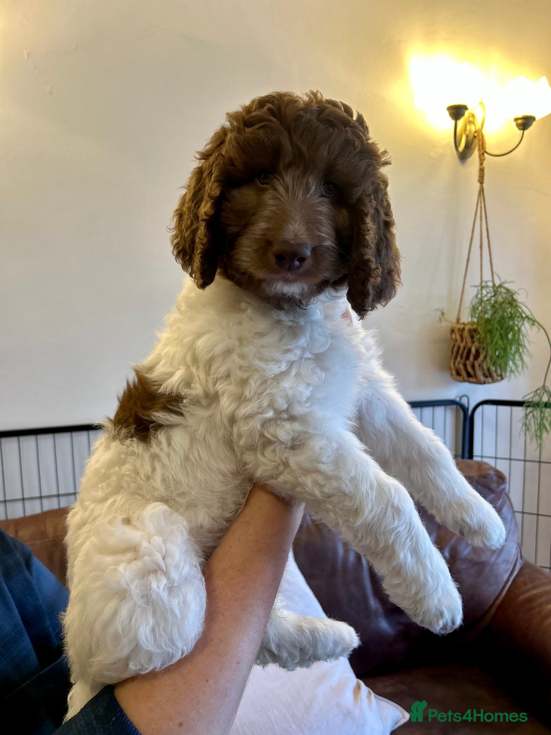 Newfypoo dogs for sale: F1B Newfypoo Girl  - Advert 8