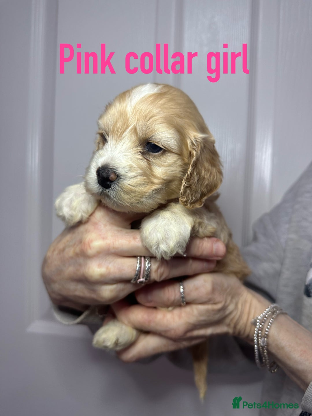 Cockapoo dogs for sale: Cockerpoo puppies  - Advert 21