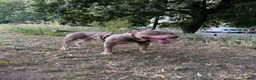 American Bully dogs for sale: Rehome Pablo  - Advert 3