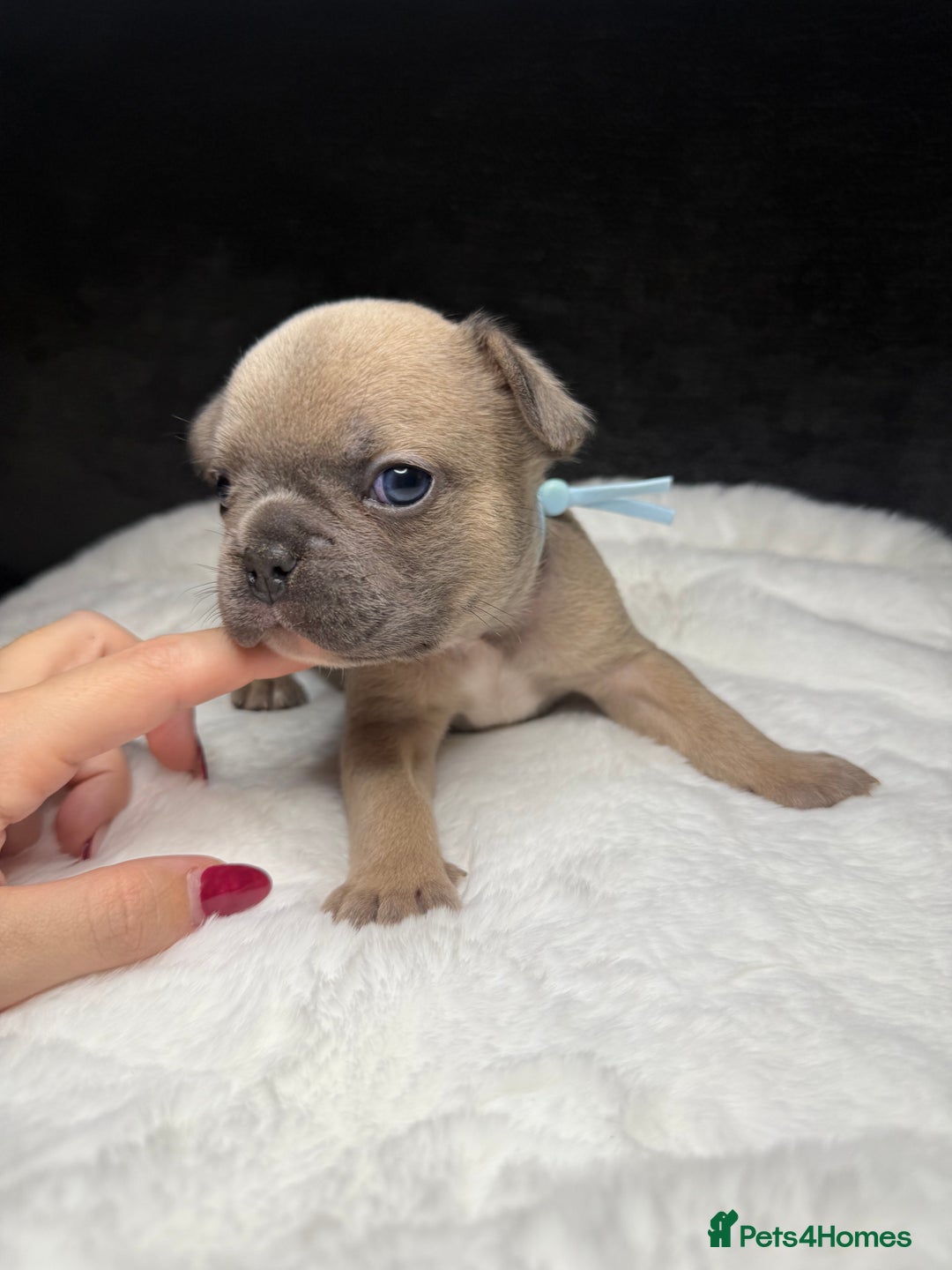 French Bulldog dogs for sale: French Bulldog puppies - Advert 20