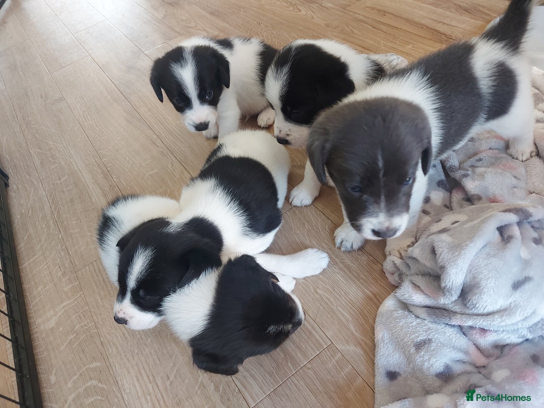 Mixed Breed dogs for sale: Border Beagle Puppies  - Image 13