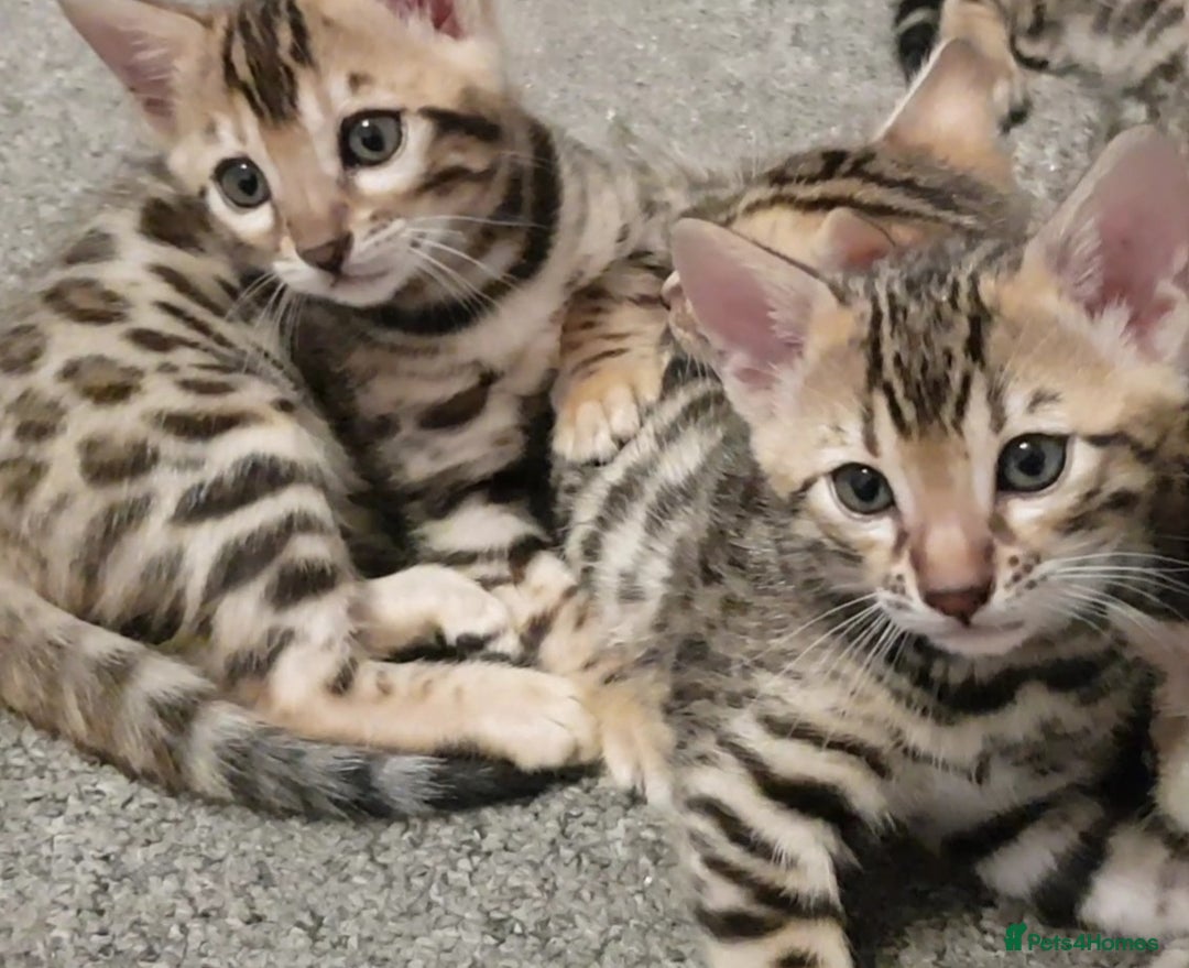 Bengal cats for sale: Bengal kittens  - Image 2