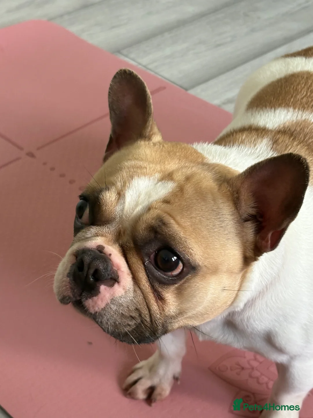 French Bulldog dogs for sale: KC registered French bulldog female in Glasgow - Advert 1
