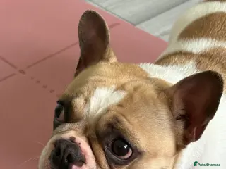 French Bulldog dogs KC registered French bulldog female - Advert 4