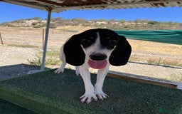 Mixed Breed cats for adoption: Lisbon - Sweetheart Dog with much love to give.  - Image 1