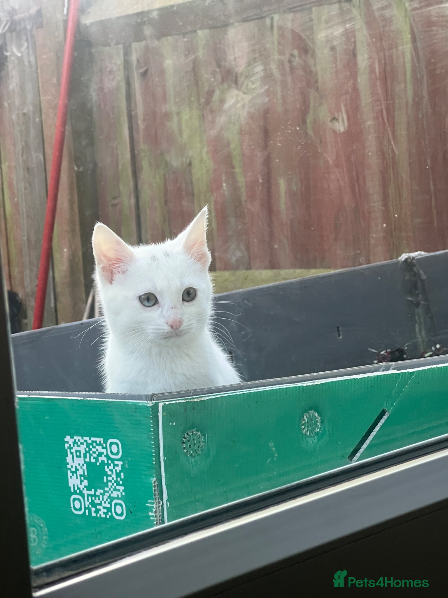 Domestic Shorthair cats A lovely domestic shorthair kitten - Advert 11