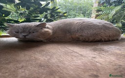 British Shorthair cats for sale: Blue bsh boy looking for his forever home.  - Image 8