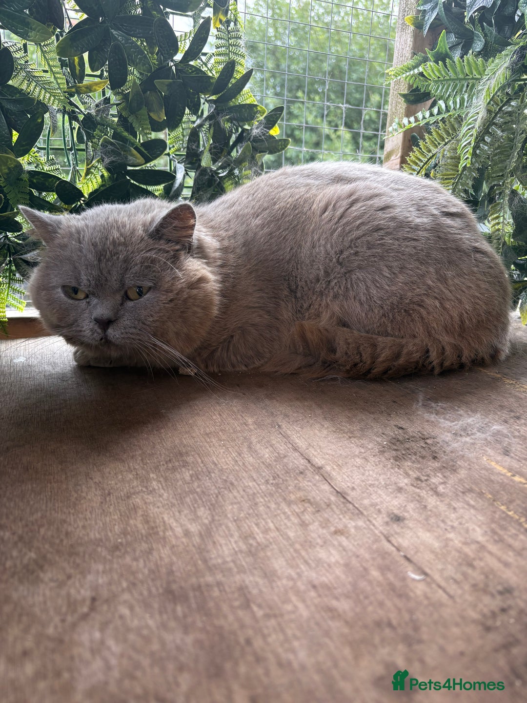 British Shorthair cats for sale: Blue bsh boy looking for his forever home.  - Image 8