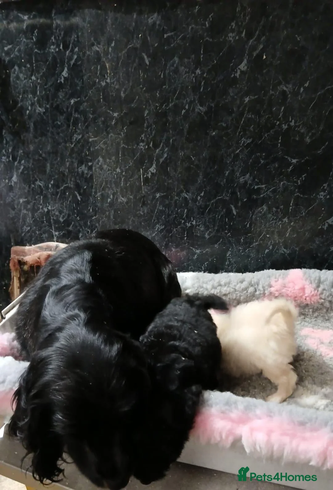 Cockapoo dogs for sale: Beautiful Cavapoo for sale in Neath - Advert 5