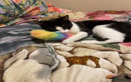 Mixed Breed cats for sale: Male kitten - Advert 7