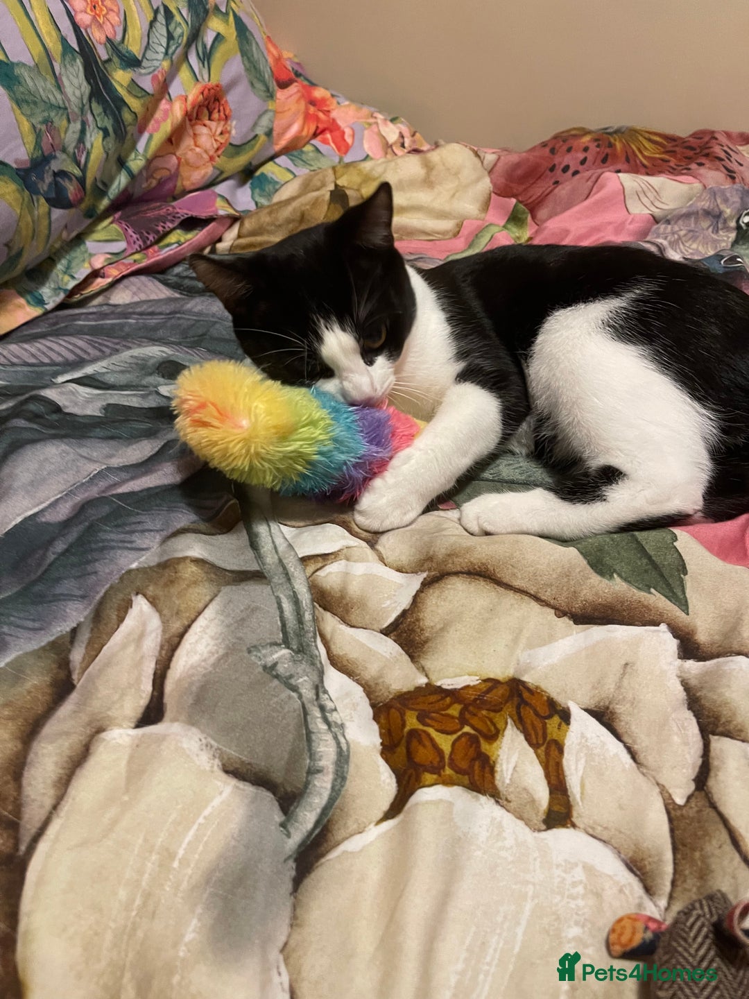 Mixed Breed cats for sale: Male kitten - Advert 7