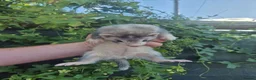 Ferret rodents for sale: 💚 Adorable well handled baby ferrets available 💚 - Advert 24