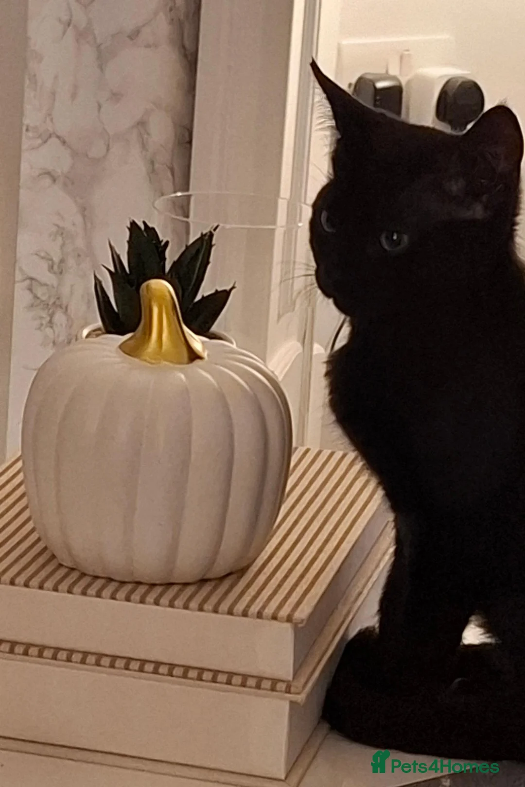 British Shorthair cats for sale: Black kitten looking for a loving home. in Crowborough - Advert 2