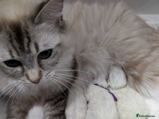 Ragdoll cats - Advert 34