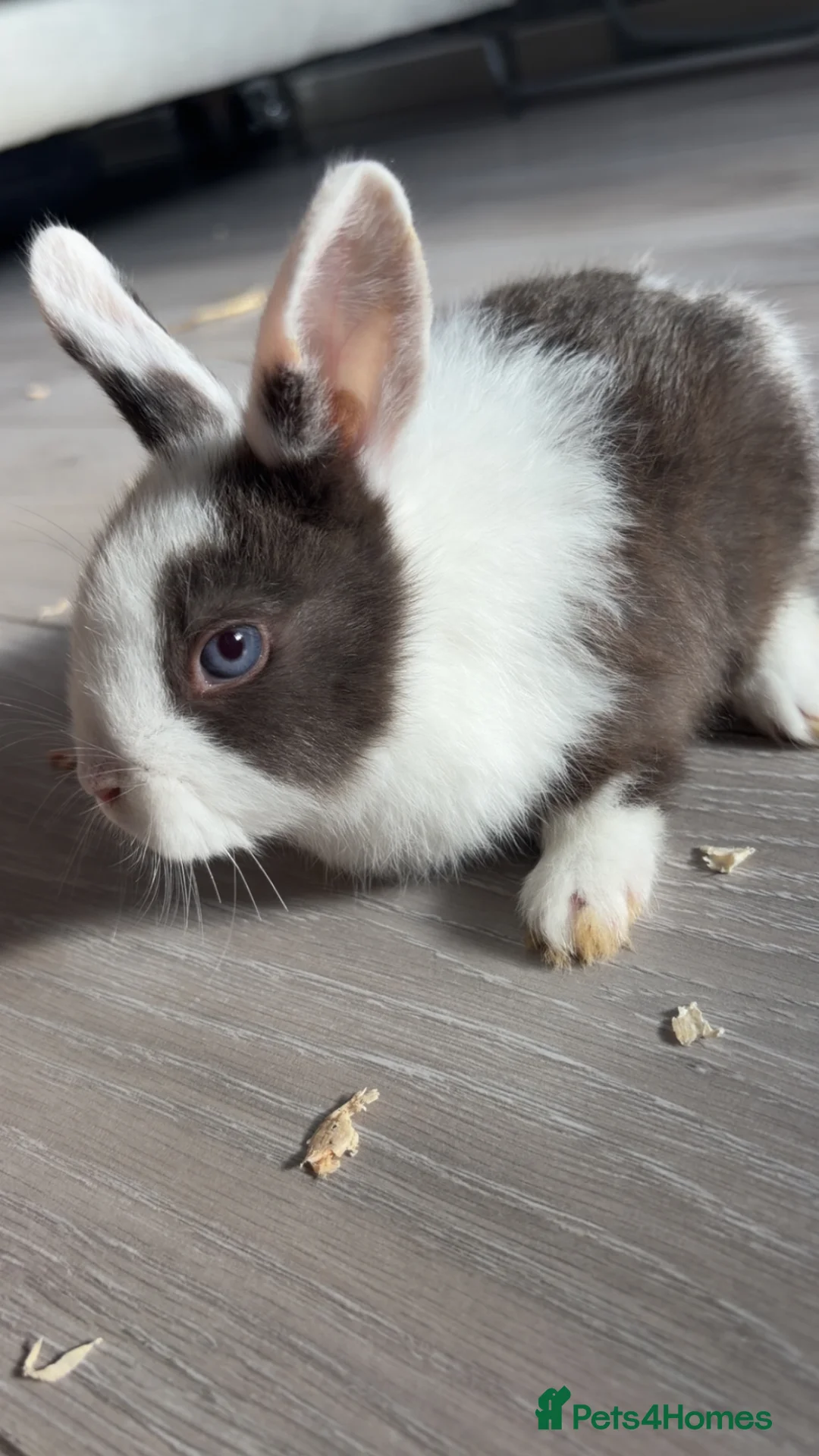 Mixed Breed rabbits for sale: Three female bunnies for sale with hutch and run in Preston - Advert 3