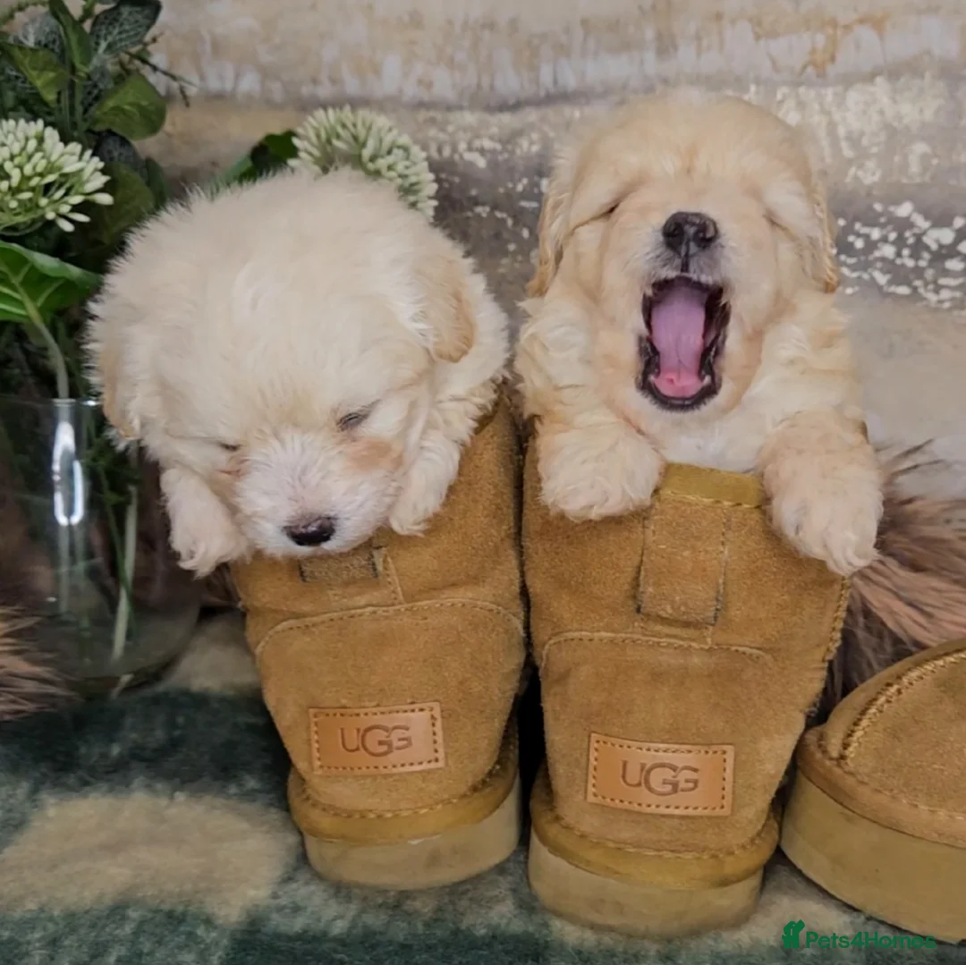 Maltipoo dogs for sale: Exceptional TINY toy🧸 Japanese X Asian Maltipoos - Advert 15