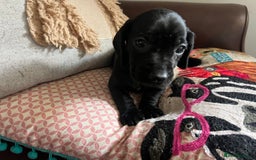 Mixed Breed dogs for sale: Cutest Standard Dachshund x Cocker Puppies - Image 10