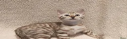 Bengal cats for sale: **Last Snow Lynx Bengal Kitten** TICA - Advert 30
