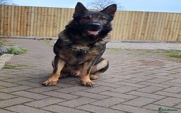 German Shepherd dogs for sale: CZECH DDR WEST GERMAN OLD BLOODLINE KC - Image 7
