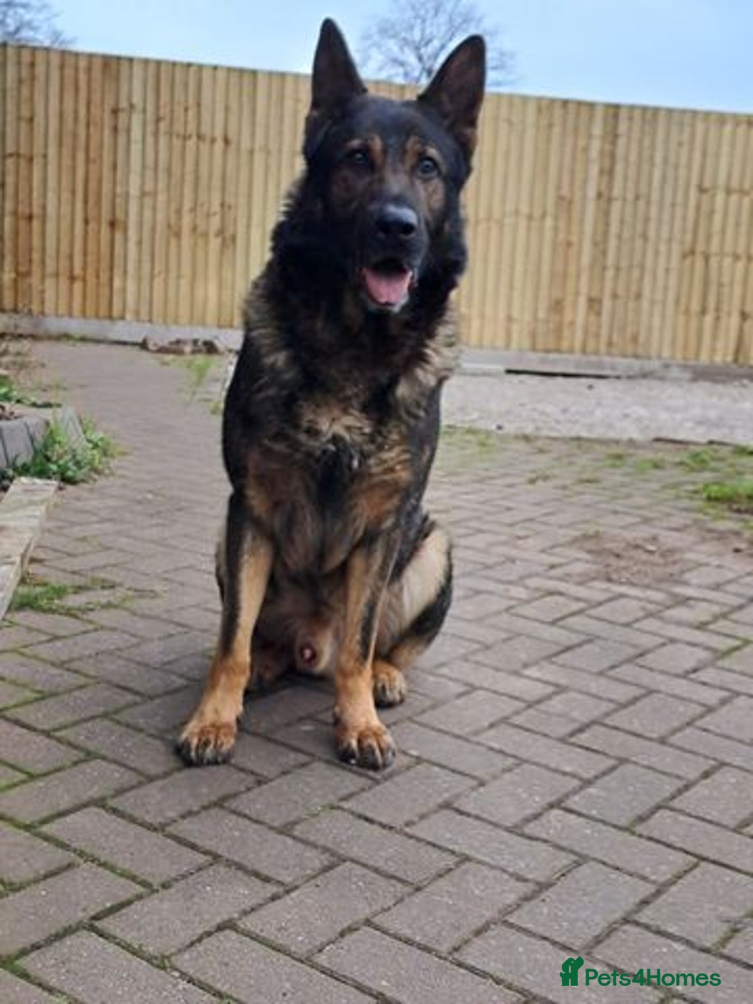 German Shepherd dogs for sale: CZECH DDR WEST GERMAN OLD BLOODLINE KC - Image 7