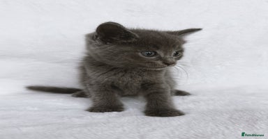 Mixed Breed cats - Advert 4