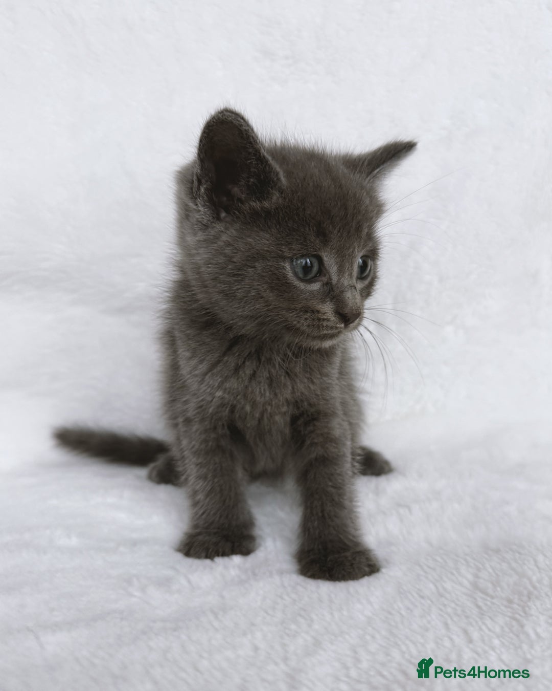 Ragdoll cats for sale: Gorgeous Rare Ragdoll Kittens  - Image 3