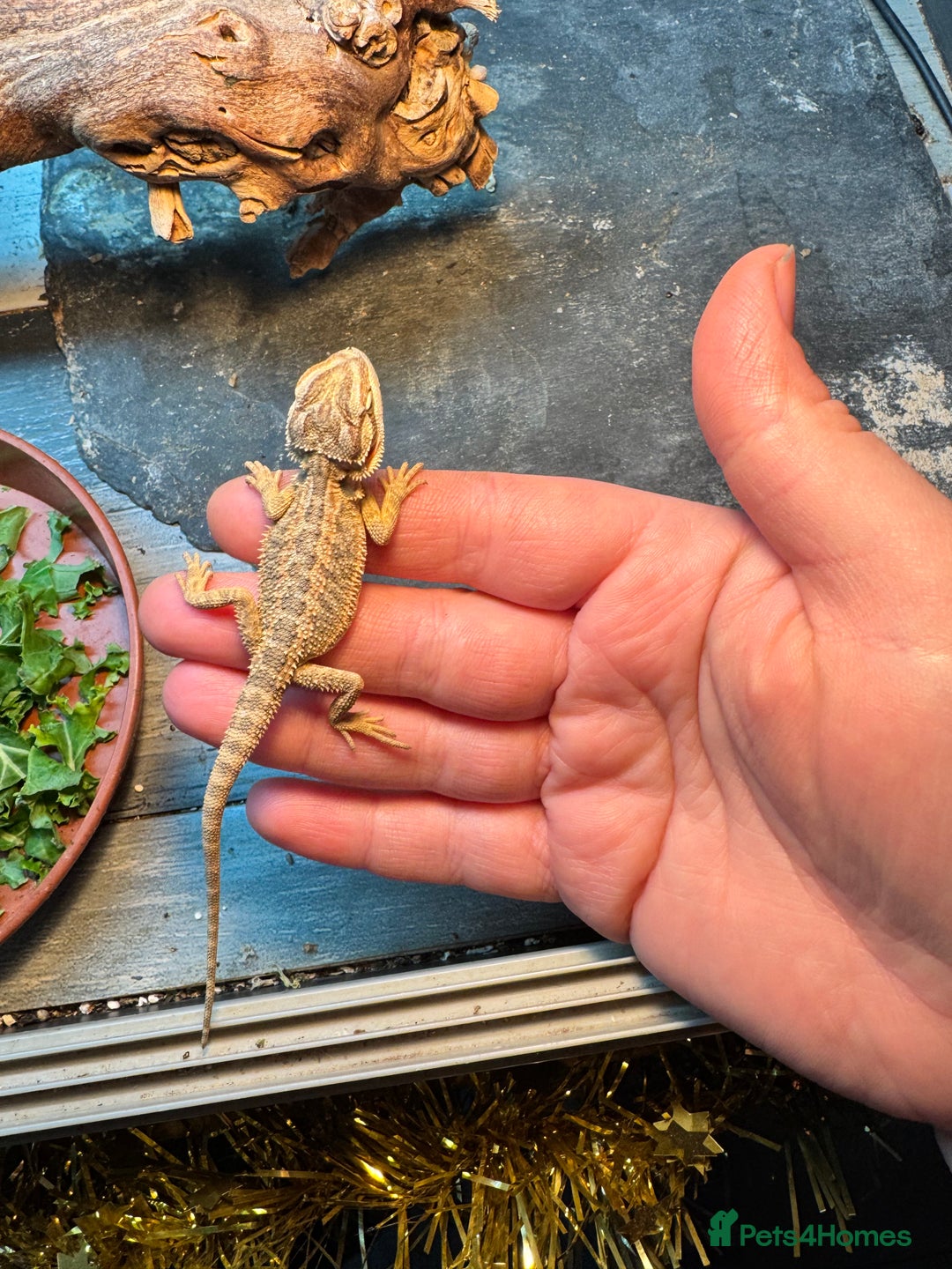 Bearded Dragon reptiles for sale: Bearded dragons babies&adults possible full setup - Advert 10