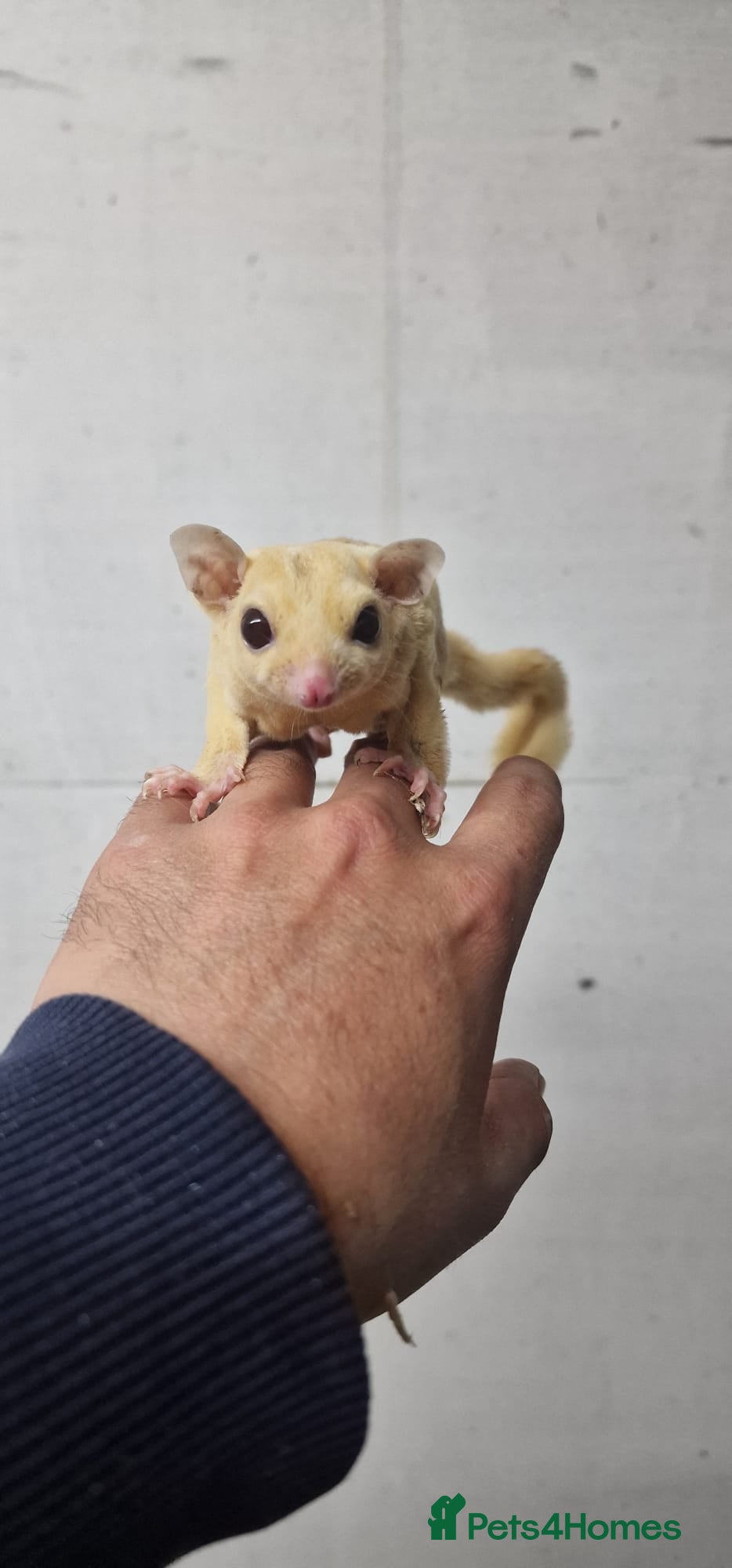 Sugar Glider rodents Pair of sugar rarest ruby leu sugar gliders  - Advert 1