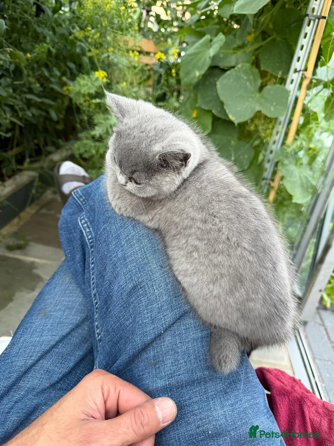 British Shorthair cats for sale:  Lovely Girl - Advert 8