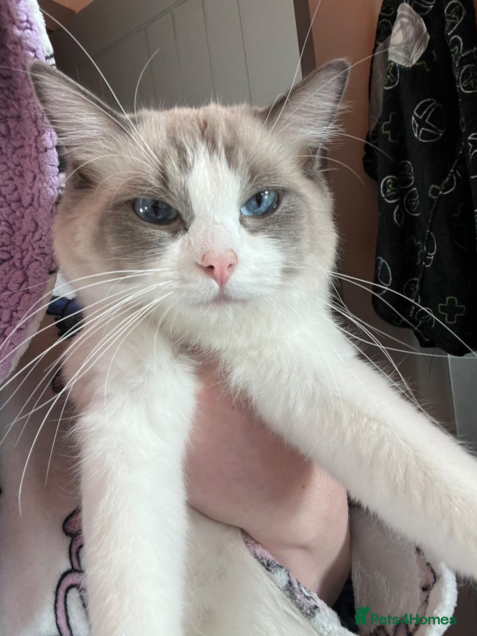 Ragdoll cats for sale: READY NOW RAGDOLL KITTENS  - Advert 7