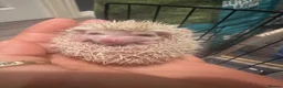 Pygmy Hedgehog rodents for sale: Pygmy hedgehogs  - Advert 11