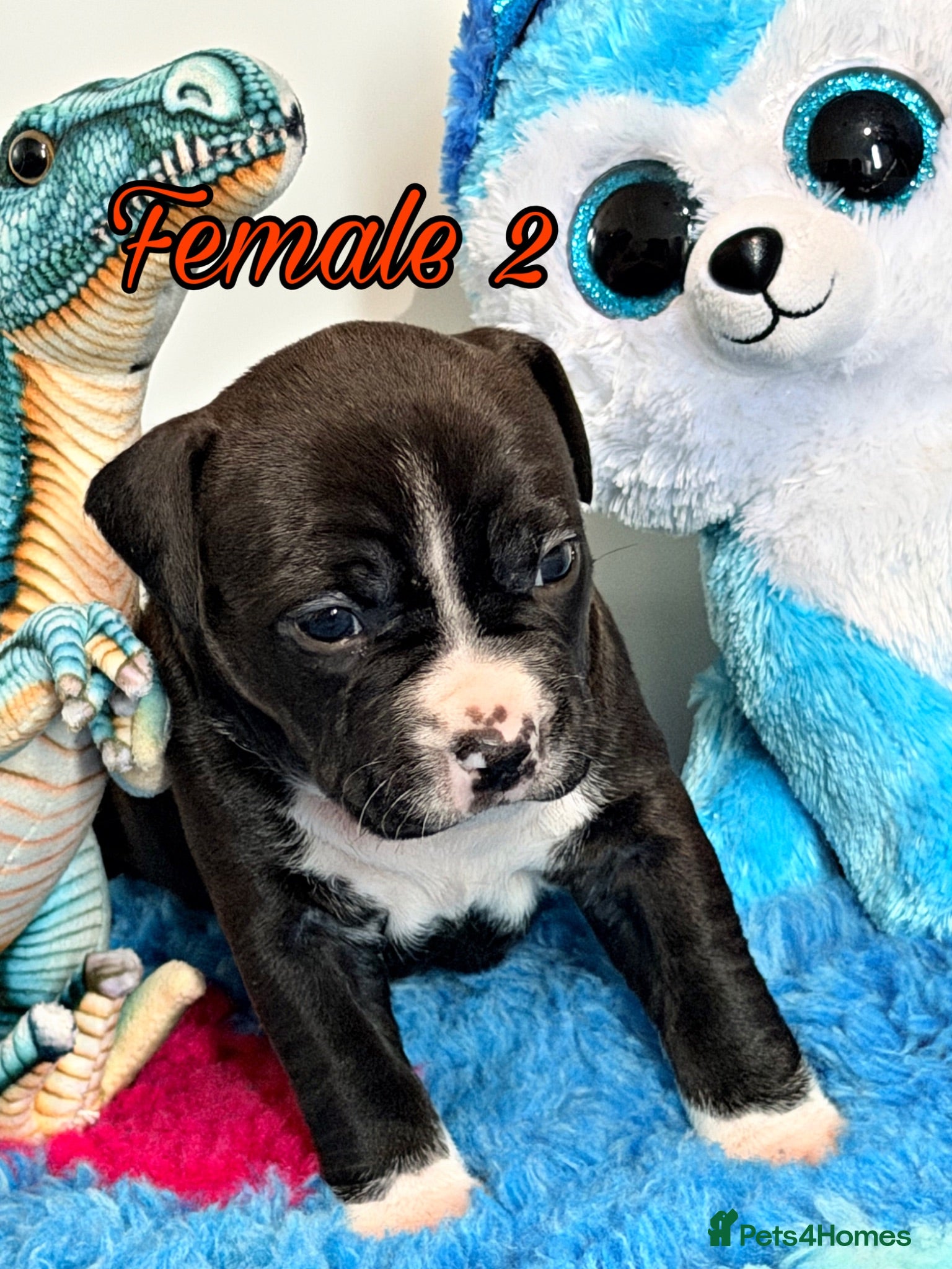 Staffordshire Bull Terrier dogs ONLY 4 LEFT❗️❗️❗️Staffordshire Bull Terrier 🐶 - Advert 2