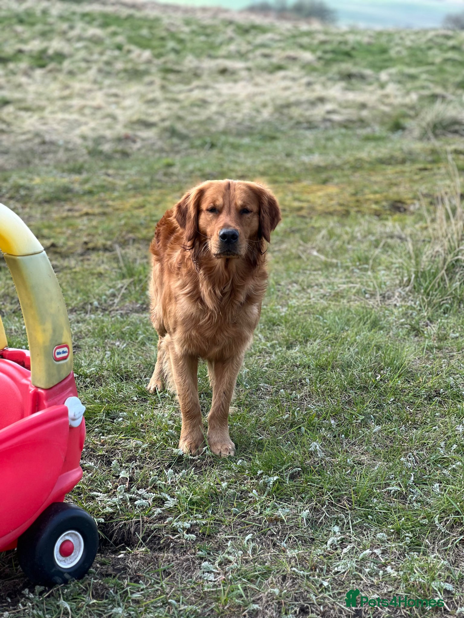Golden Retriever dogs for sale: Tundra Retriever KC Fox Red Golden Retriever Pups - Advert 10