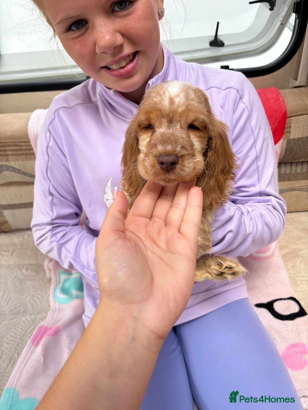 Cocker Spaniel dogs for sale: Cocker spaniel puppy - Image 6