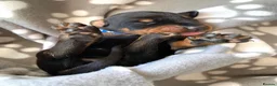 Dobermann dogs for sale: KC REGISTERED DOBERMAN PUPPIES - Advert 4