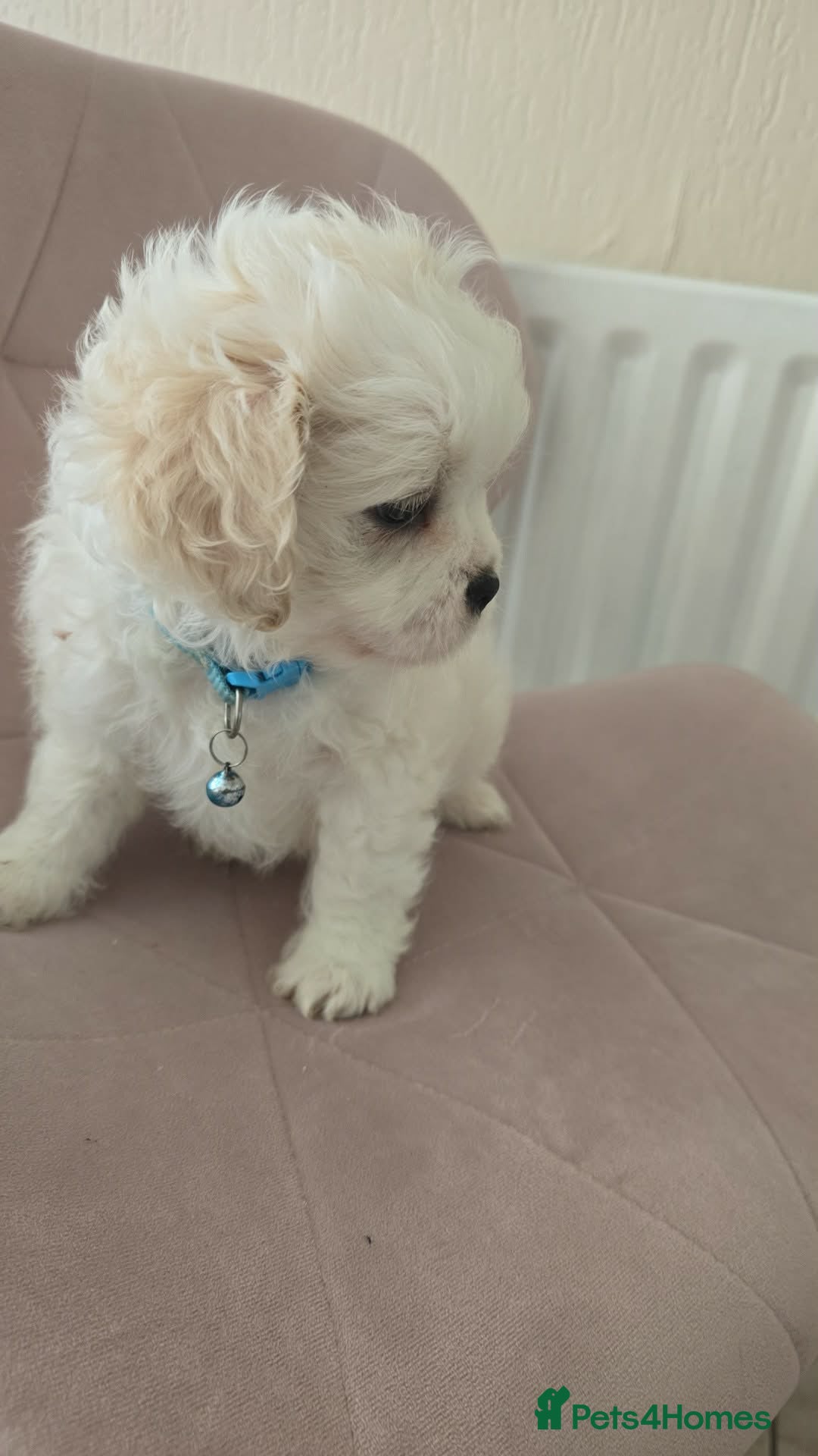 Shihpoo dogs Beautiful teddy bears 🧸 price reduced ! - Advert 4