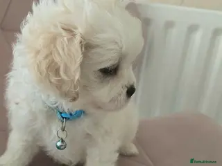 Shihpoo dogs Beautiful teddy bears 🧸 price reduced ! - Advert 4