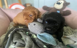 Cocker Spaniel dogs for sale: cocker spaniel puppies - Image 8