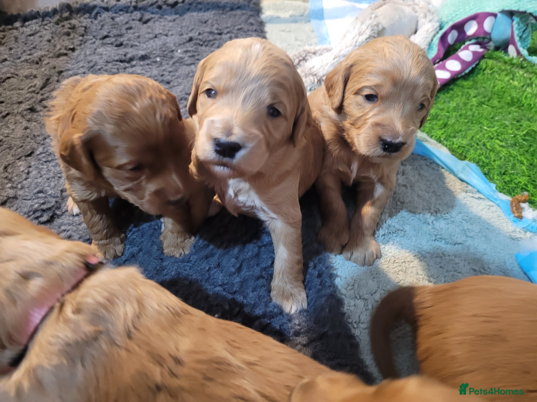 Goldendoodle dogs Gorgeous F1 Goldendoodles fabulous babies - Advert 8