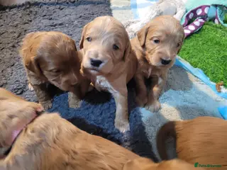 Goldendoodle dogs Gorgeous F1 Goldendoodles fabulous babies - Advert 8