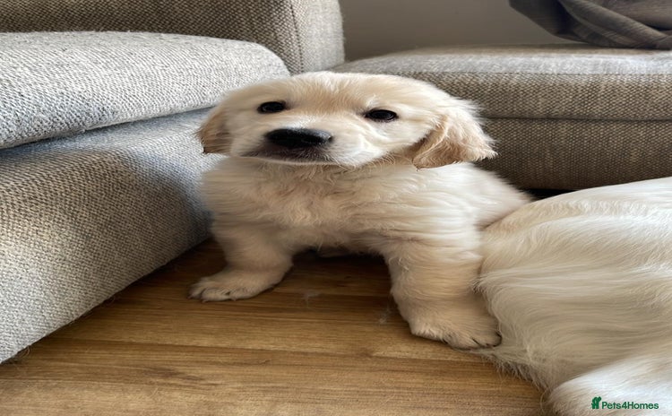Golden Retriever dogs - Advert 1