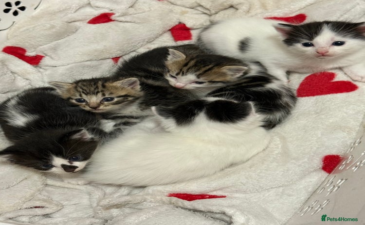 Mixed Breed cats - Advert 1