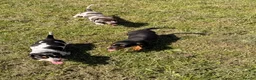 Dachshund dogs for sale: Two beautiful Isabela dachshund b in Rugby - Advert 28