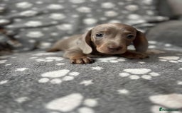 Miniature Dachshund dogs for sale: Miniature Dachshund Puppies  - Image 1