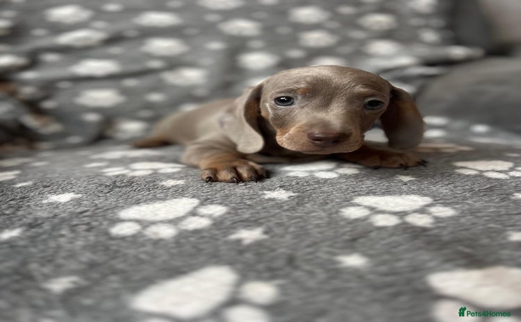 Miniature Dachshund dogs - Advert 1