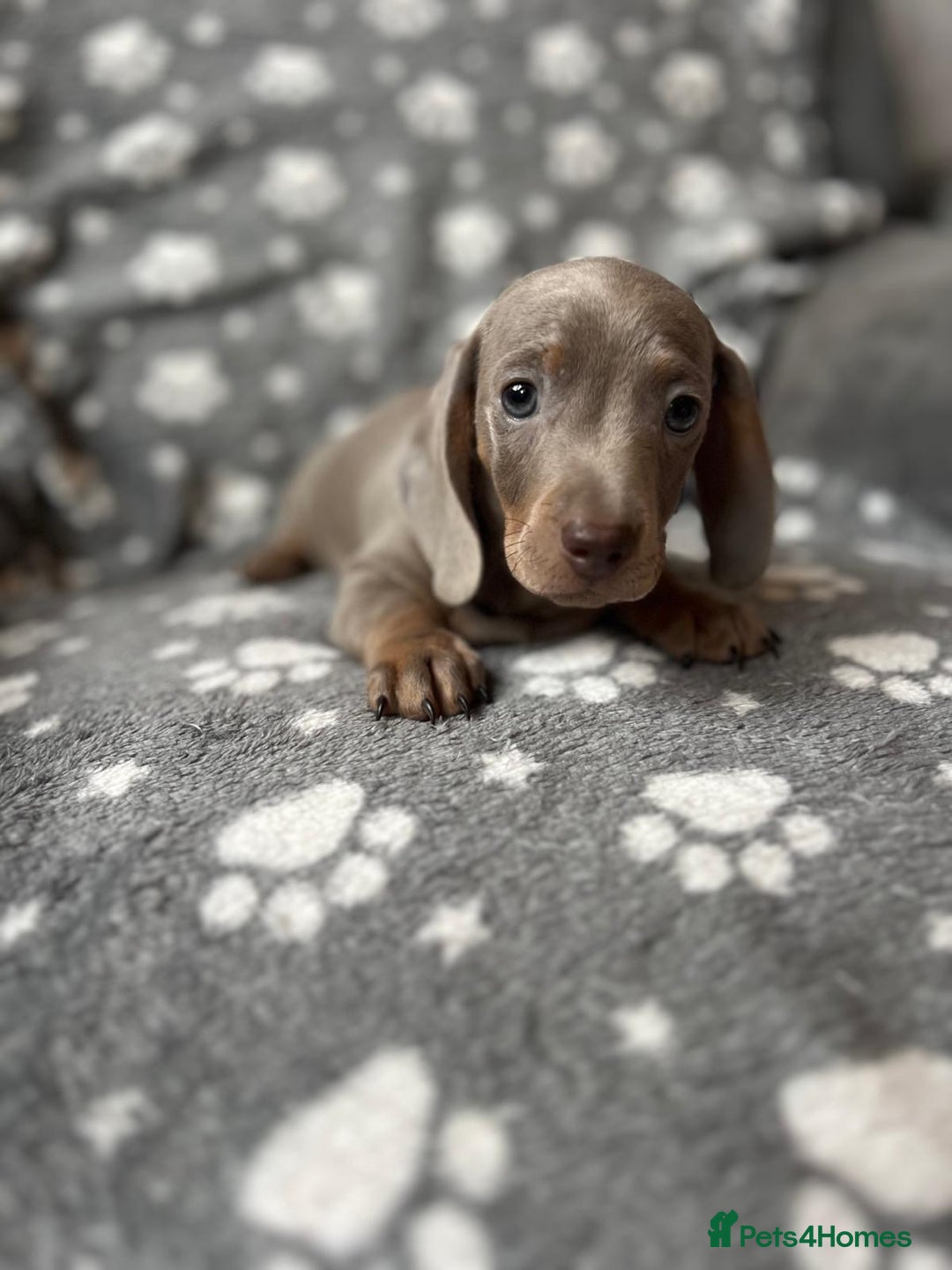 Miniature Dachshund dogs for sale: Miniature Dachshund Puppies  - Image 1